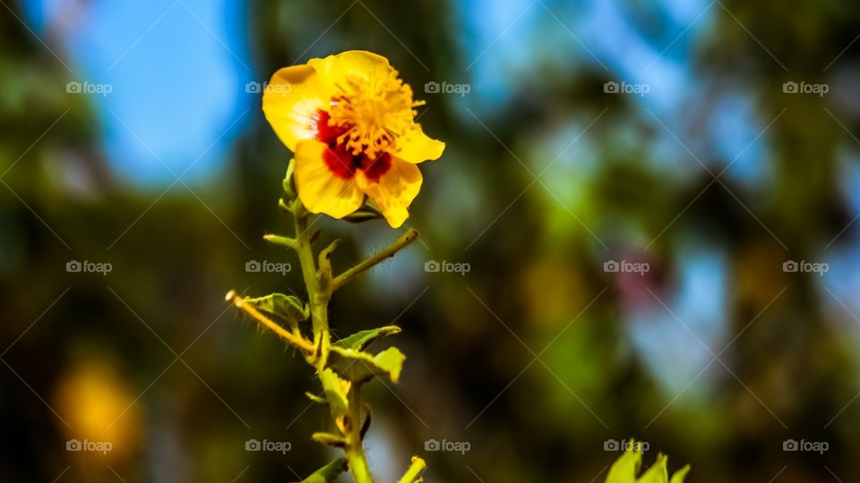 yellow flower