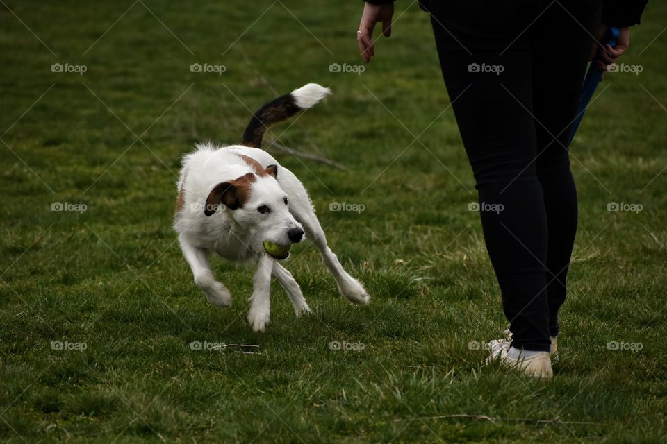 Cute happy dog playing fetch with his owner