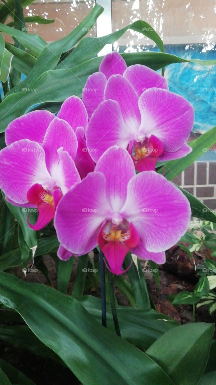 Цветок. Орхидея.