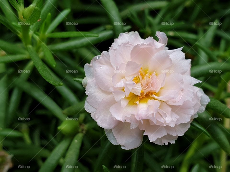 the Portulaca Grandiflora