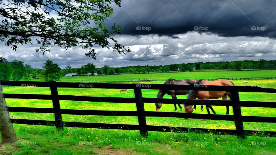 Fence, Landscape, Grass, Nature, Farm