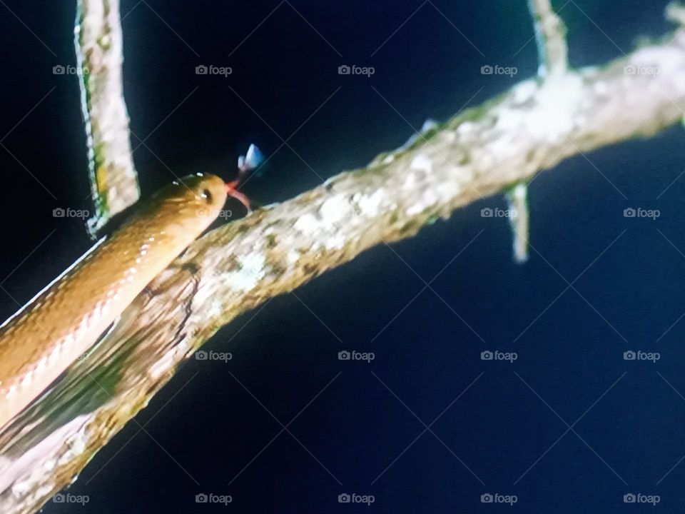 Snake on branch of trees