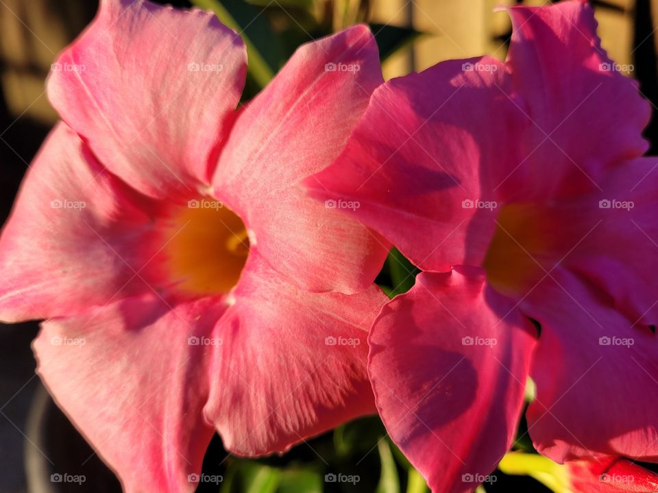 Summer garden flowers in the evening, the sun shining on petals with shades of pink and yellow