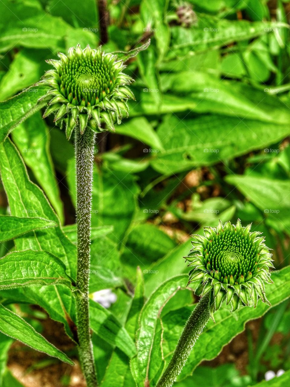 The beauty of the flowers