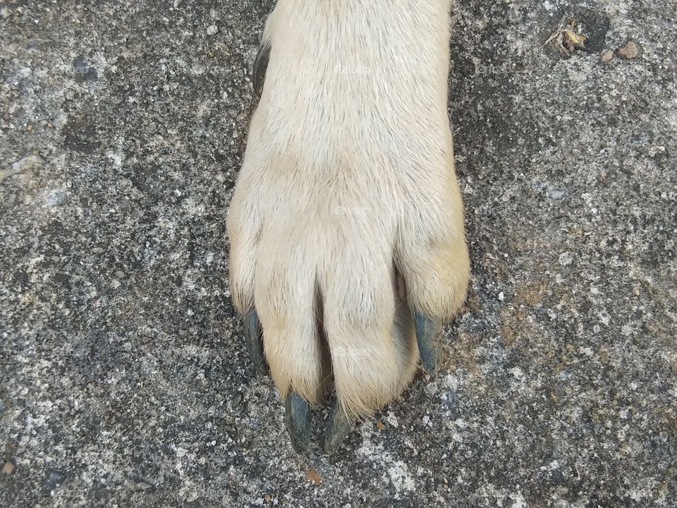 Close up of the foot of a brown Thai dog on the floor.