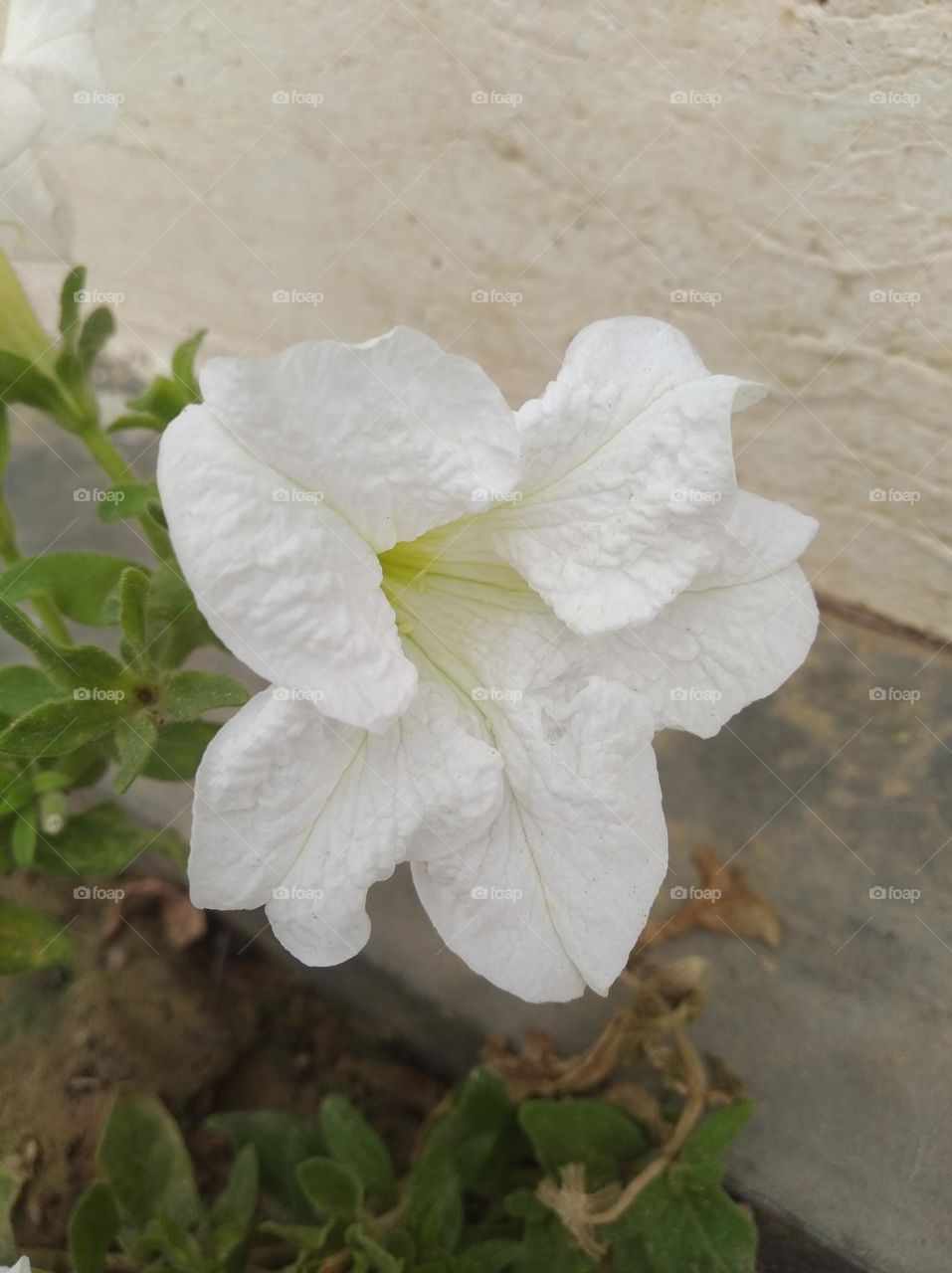 petunia white flower looks very beautiful generally found everywhere fresh seasonal