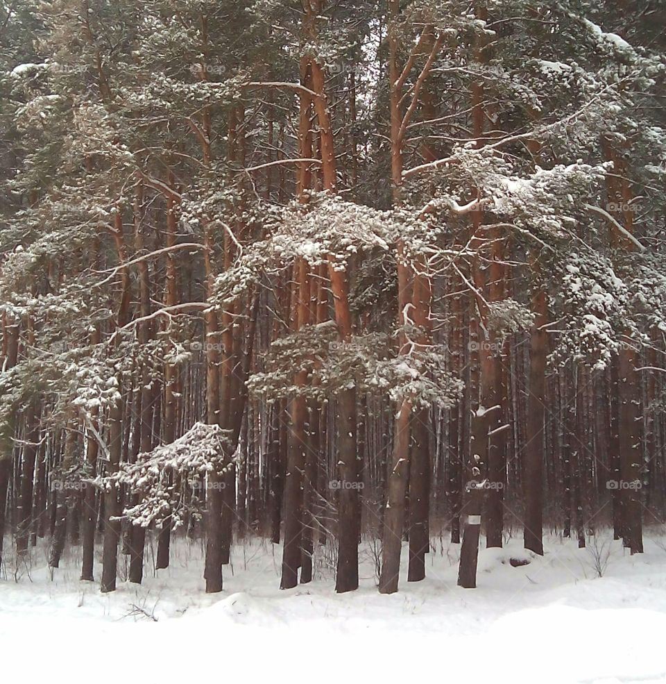 Snow, Winter, Frost, Cold, Wood