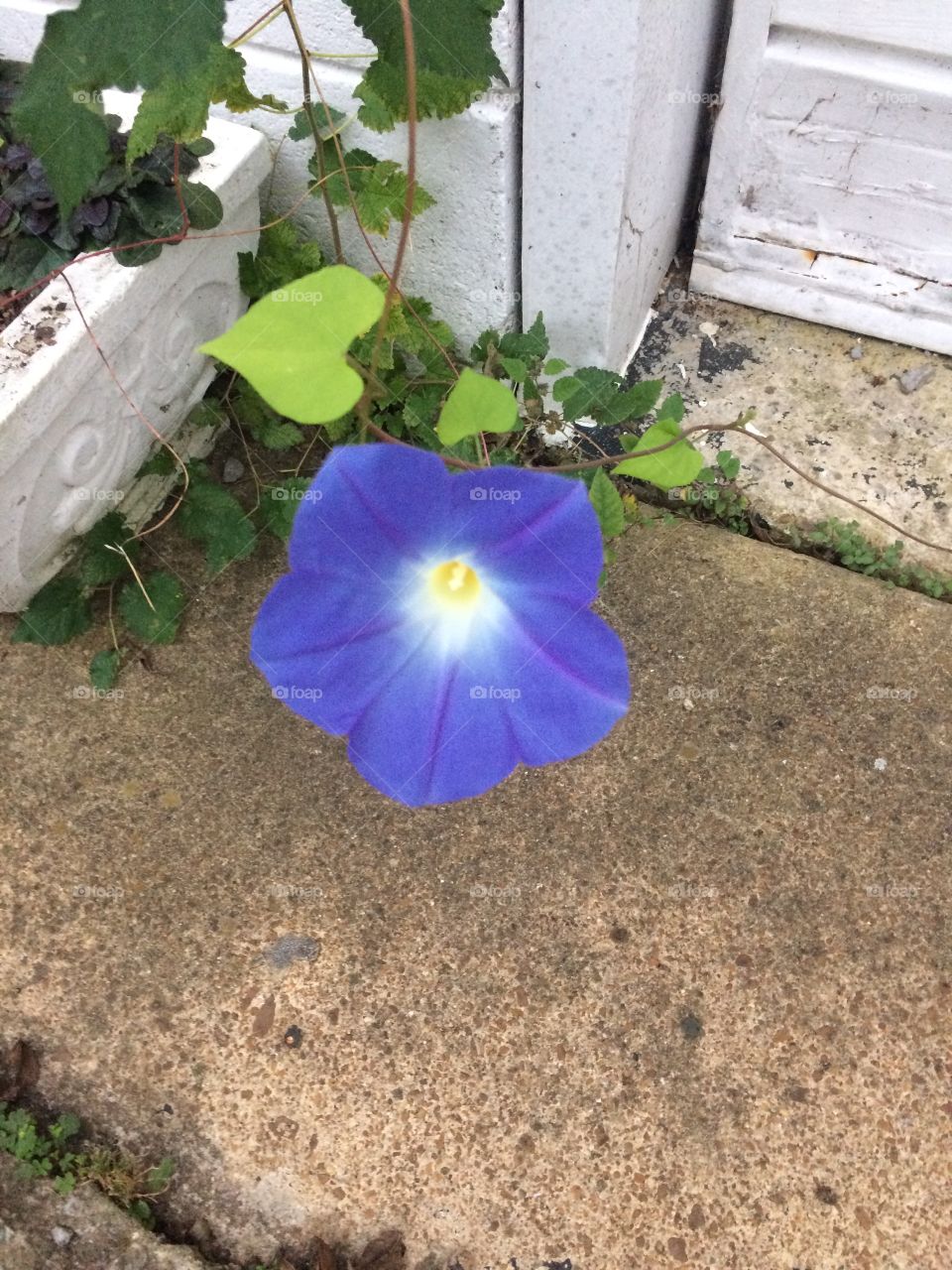 Beauty pops up anywhere 