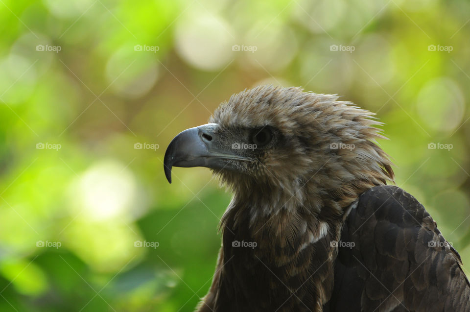 animal eye bird feather by hkjohan