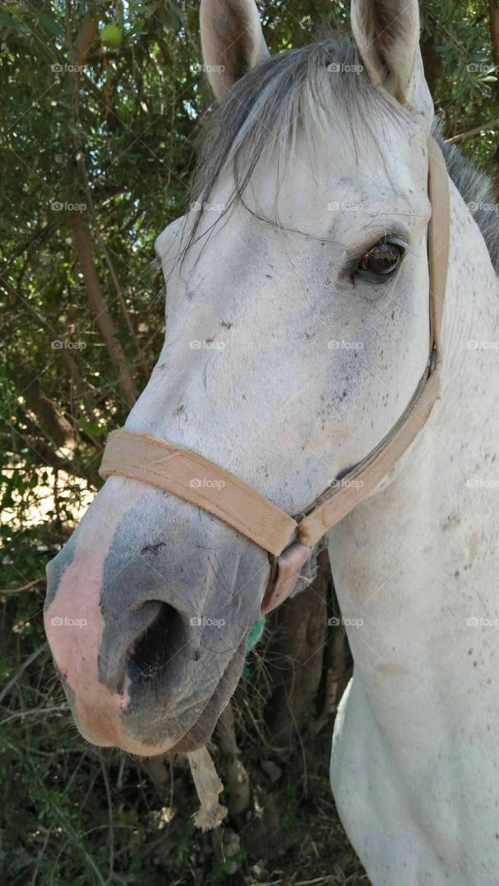 Beautiful horse head