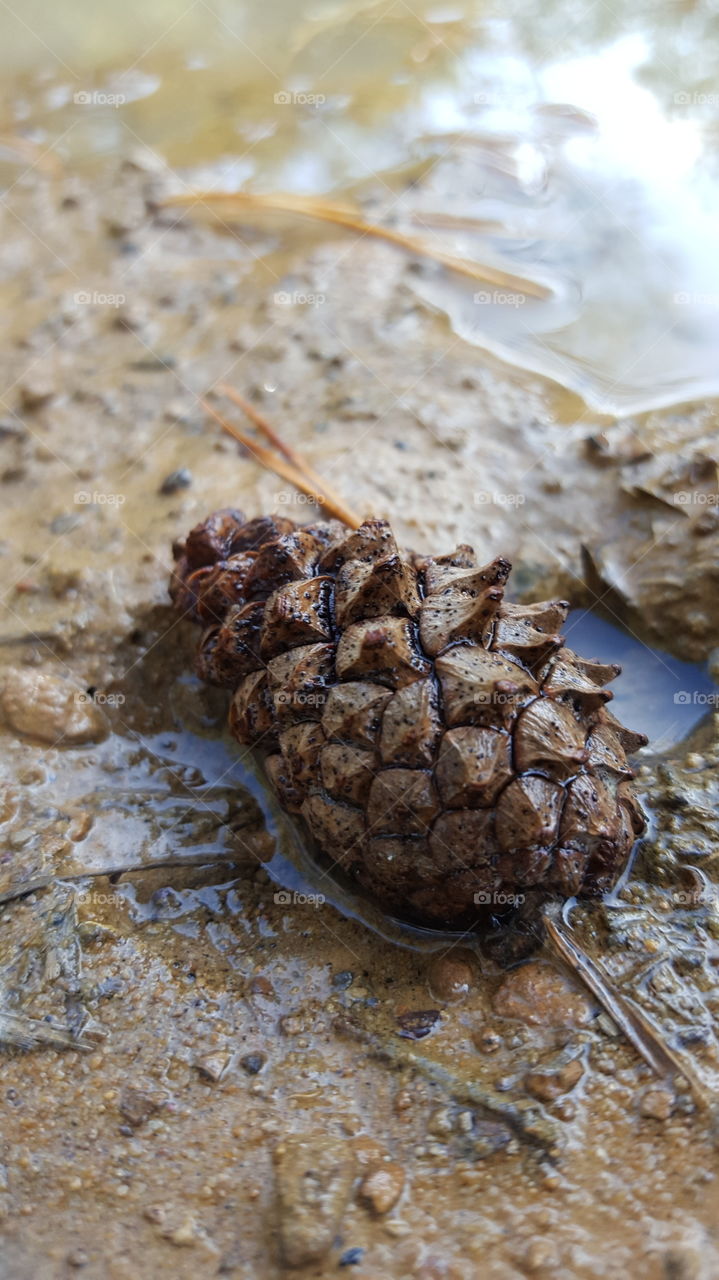 No Person, Nature, Food, Closeup, Desktop