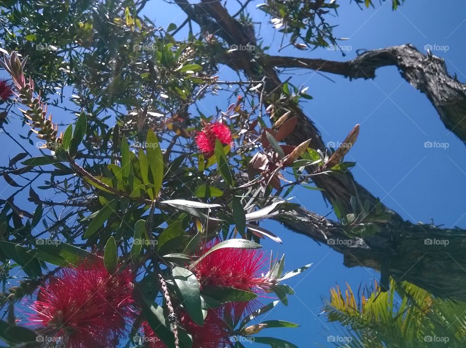 Weeping Bottlebrush Tree
