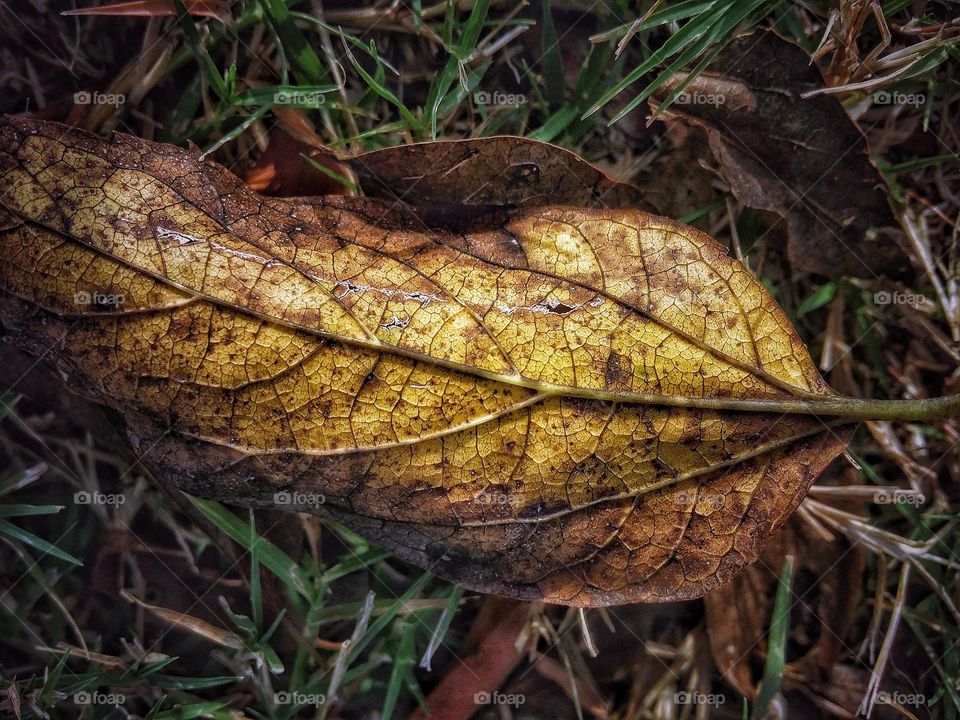 Yellow Leaf in Grass