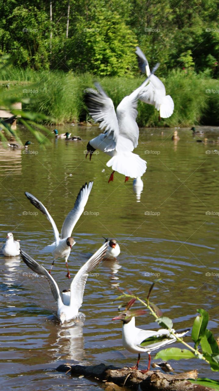 Black-headed seagulls in the pond