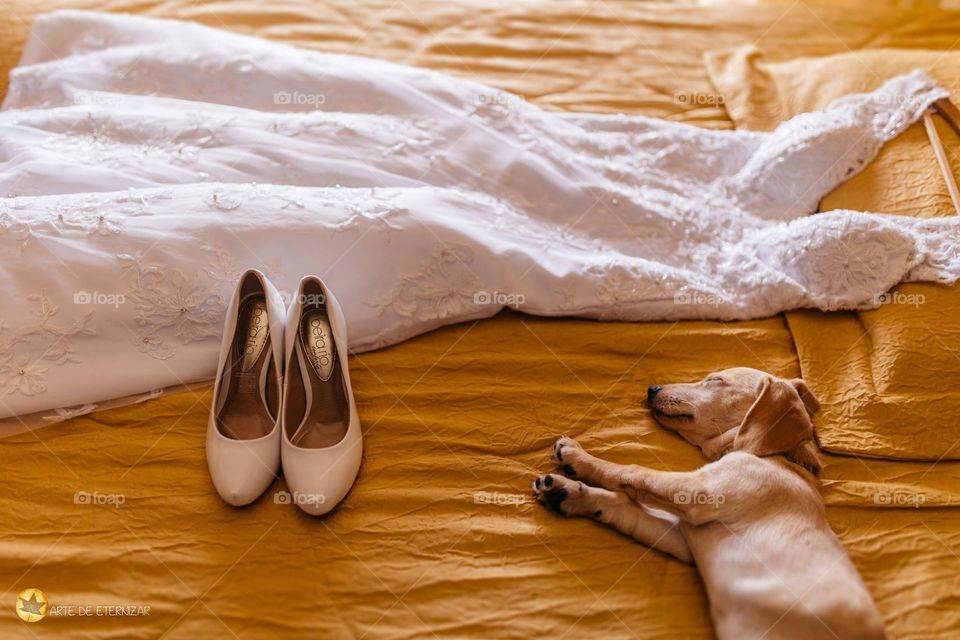 Wedding dress and sleepy dog.