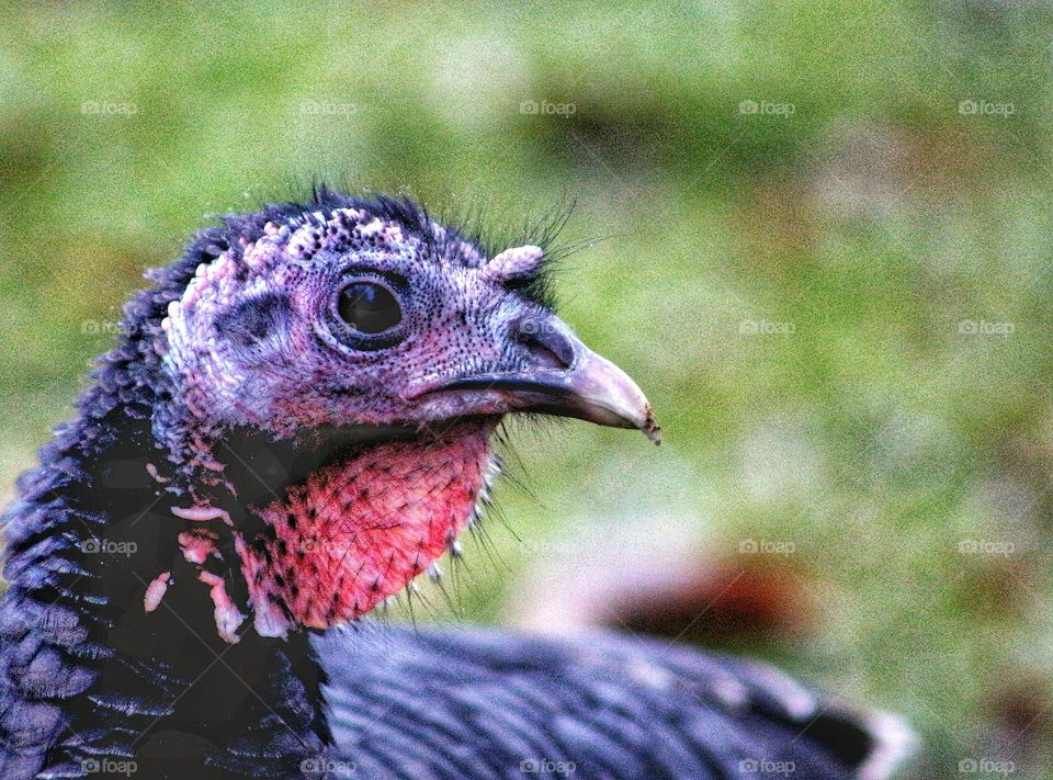 Portrait of a turkey