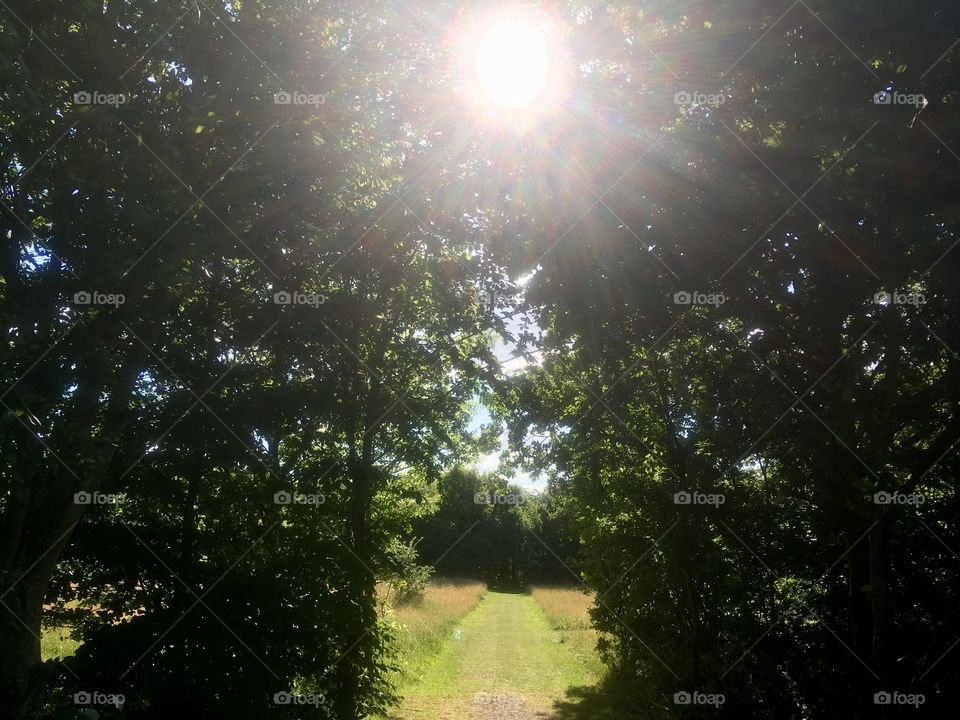 Sun shining between tree tops in Mill Hill Park, over access to clearing
