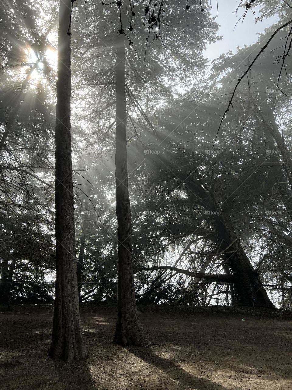 Cool mist in a quiet forest