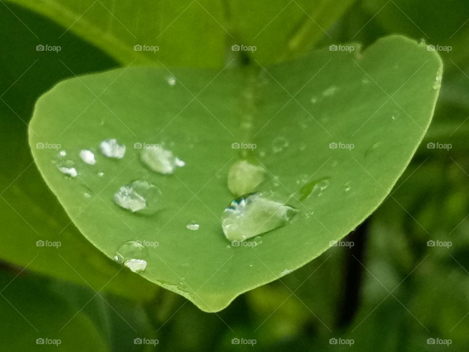 leaf on rain drop