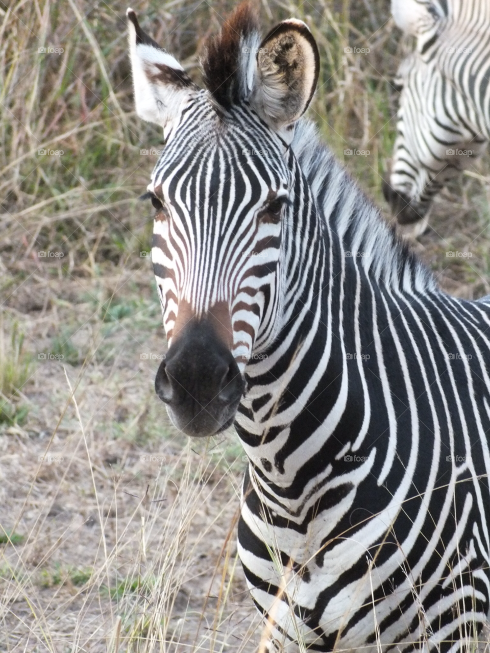 Zebra face shot on Safari in Zambia