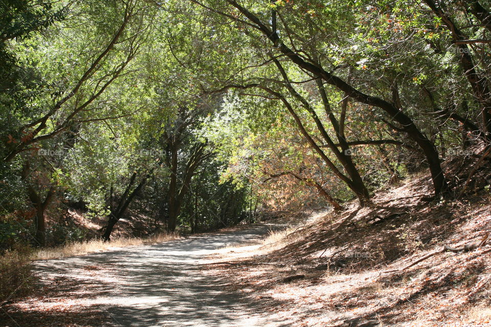 Trail in the woods 