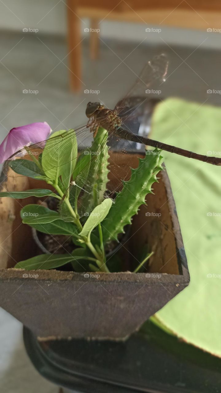 Dragonfly on cactus and flower.