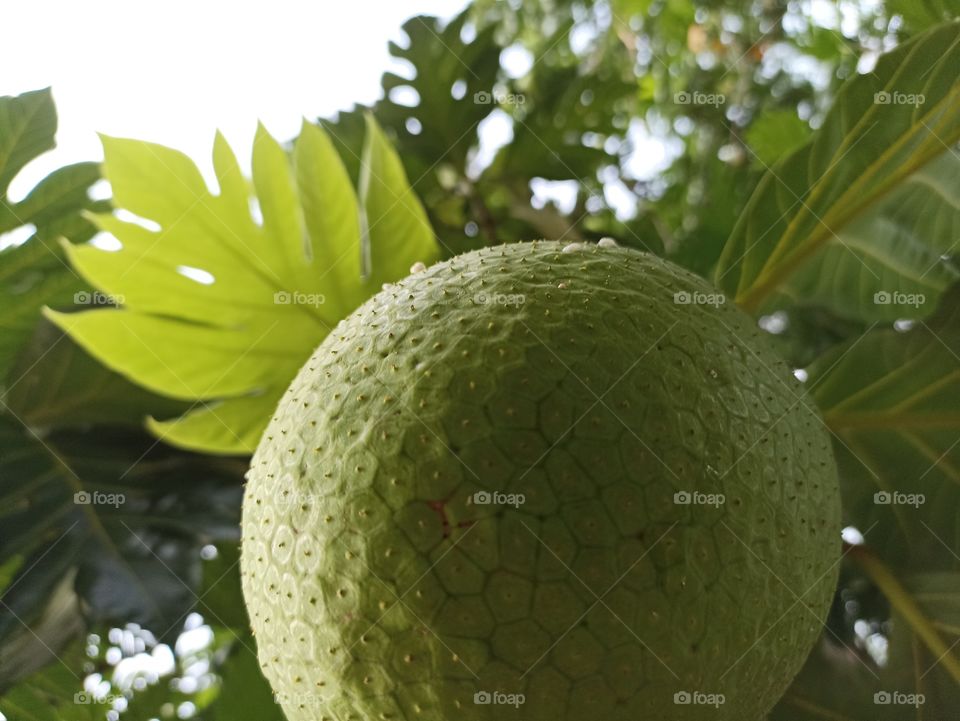Green Artocarpus altilis