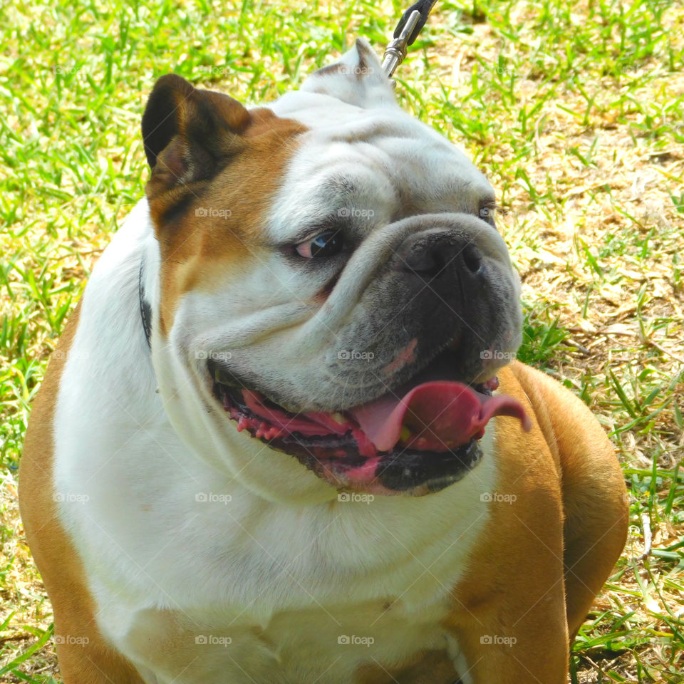 The English Bulldog is proof God has a sense of humor! 