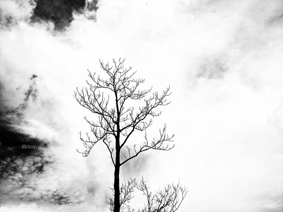 dry tree. dry tree, alone,  branch , abstract black and white