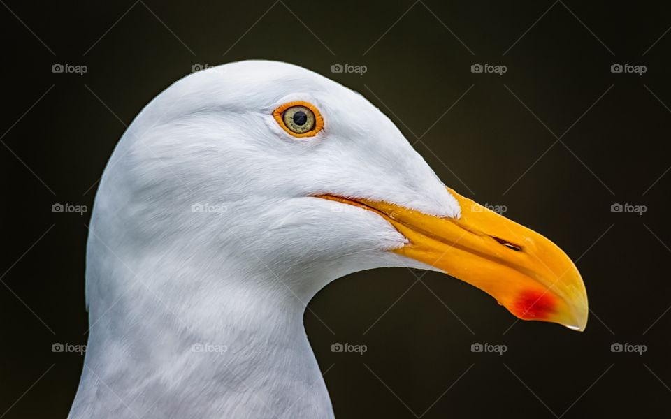 Portrait of a seagull