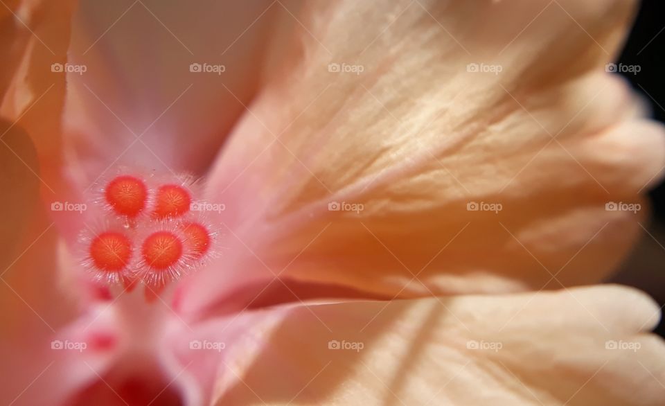 inside flower