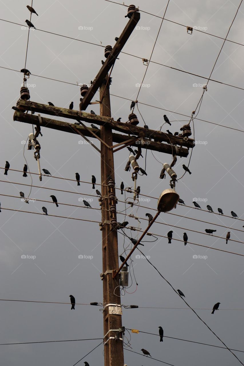 Pássaros no fio