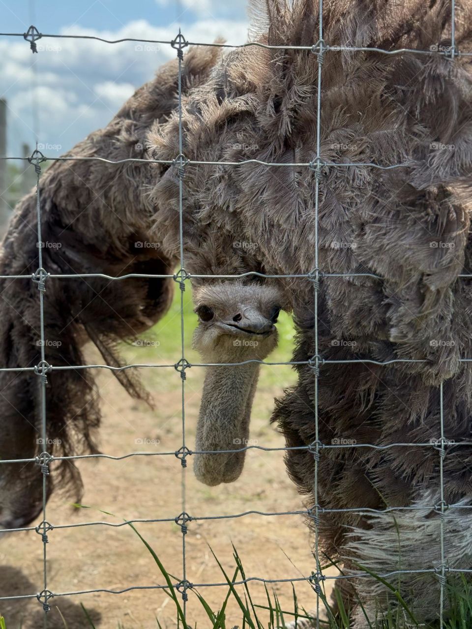 A close-up of an ostrich showcasing its curious expression and unique features — a striking and slightly humorous moment from the animal world. Perfect for themes of wildlife, character, and natural diversity.