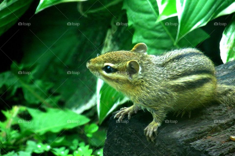 Chip the Chipmunk