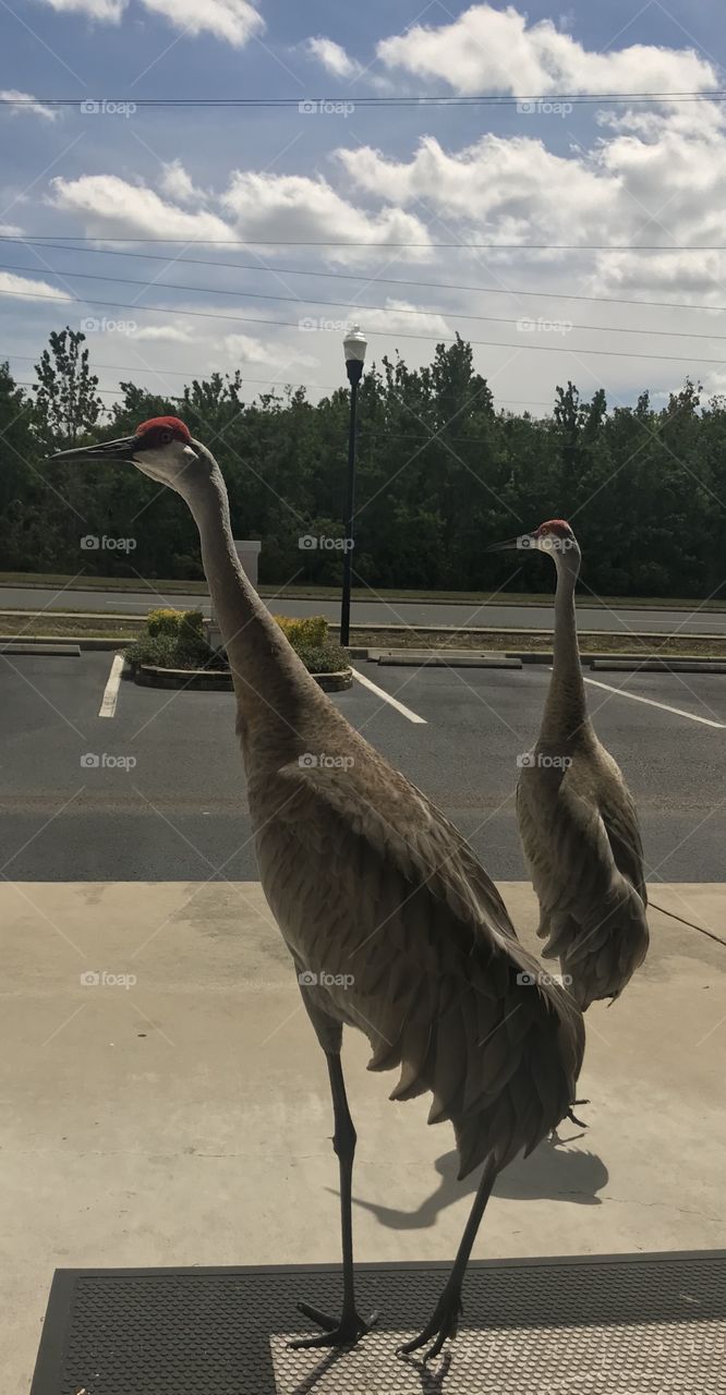 Sandhill crane