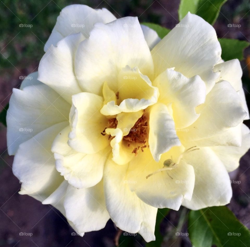 🌹 🇺🇸 Very beautiful flowers to brighten our day.  Live nature and its beauty. Did you like the delicate petals? / 🇧🇷 Flores muito bonitas para alegrar nosso dia. Viva a natureza e sua beleza. Gostaram das pétalas delicadas? 