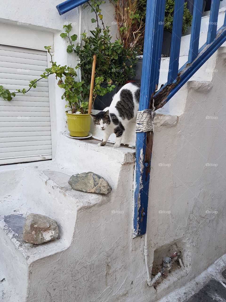 cats pets mykonos