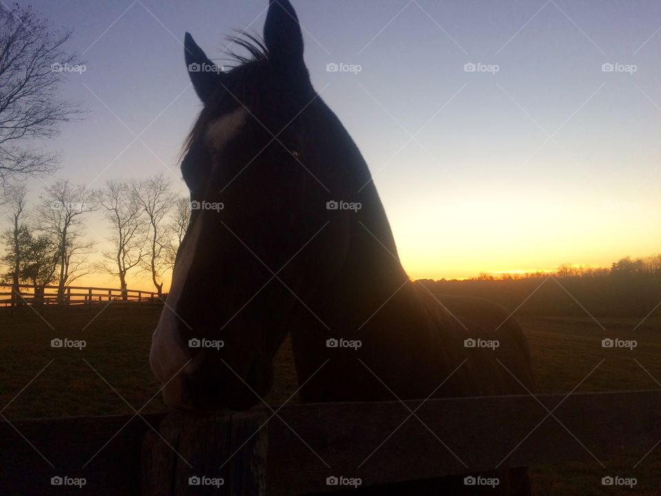 Horse at sunset 