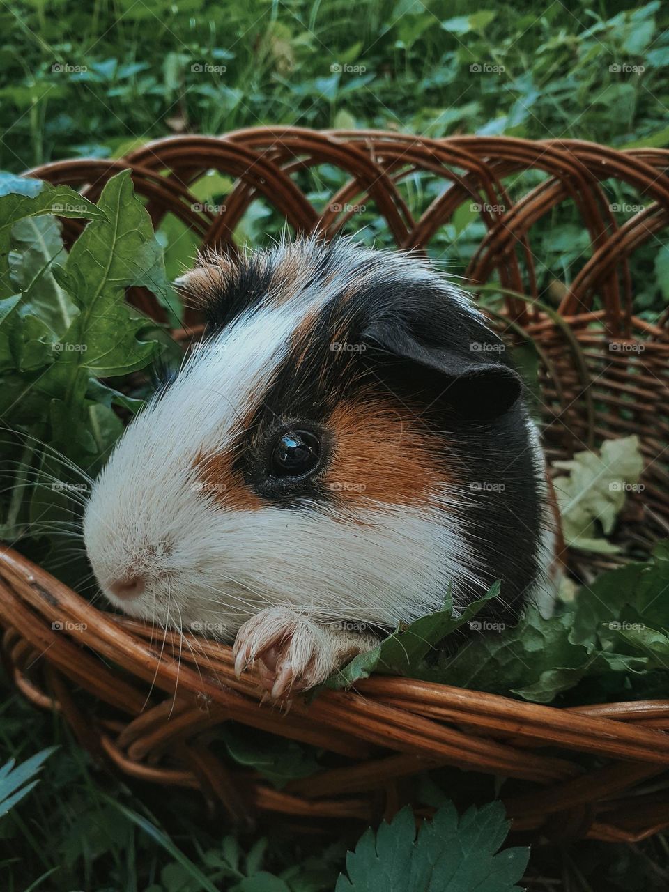 Guinea pig among greenery