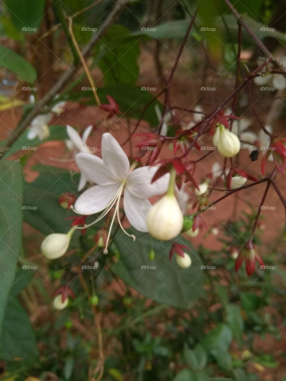 Flower from my home Garden