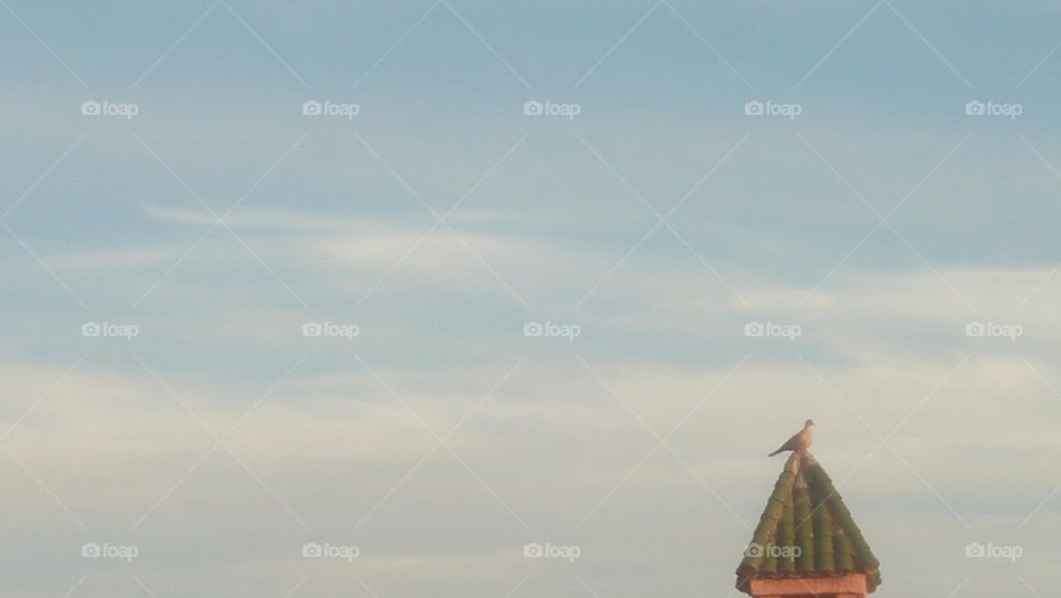 Wild Dove Over the Green Brick