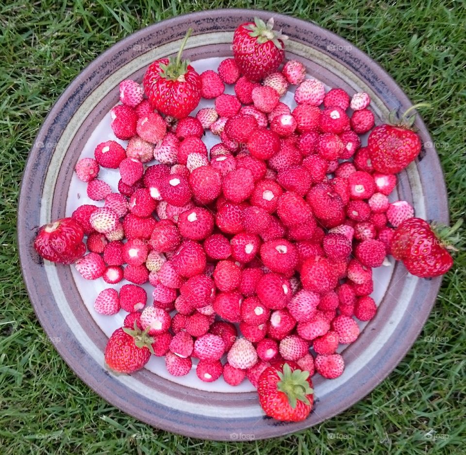 wild strawberries. wild strawberries