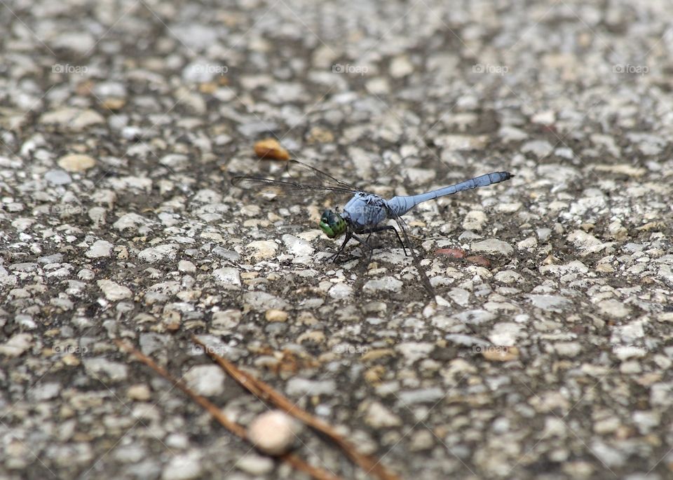 Dragonfly on road 