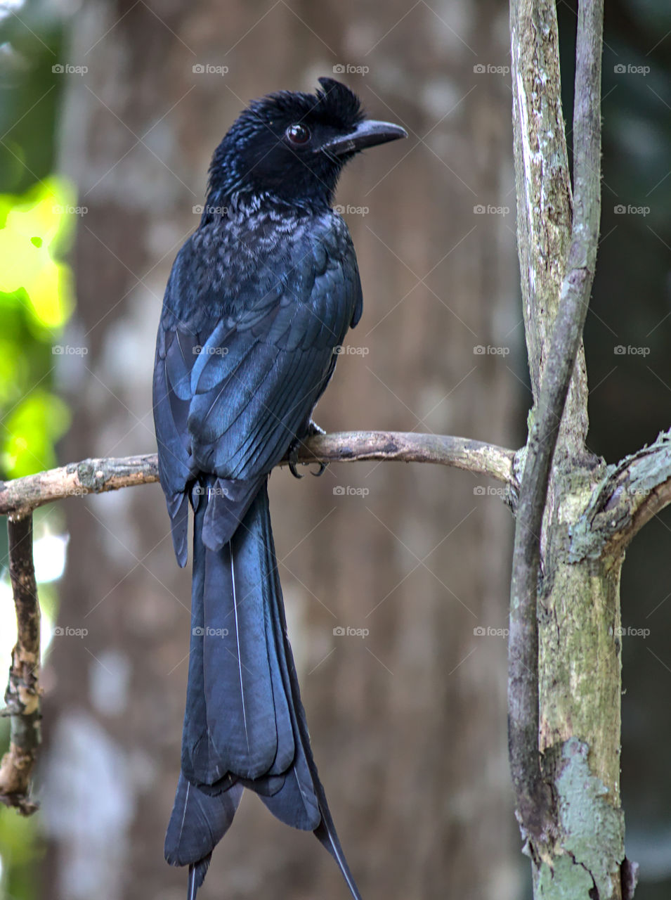 The greater racket-tailed drongo (Dicrurus paradiseus) is a medium-sized Asian bird which is distinctive in having elongated outer tail feathers with webbing restricted to the tips. They are placed along with other drongos in the family Dicruridae.