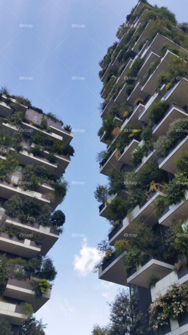 The photo represents the famous skyscrapers in Milan - Italy with the trees on each balcony. This is a unique building in the world