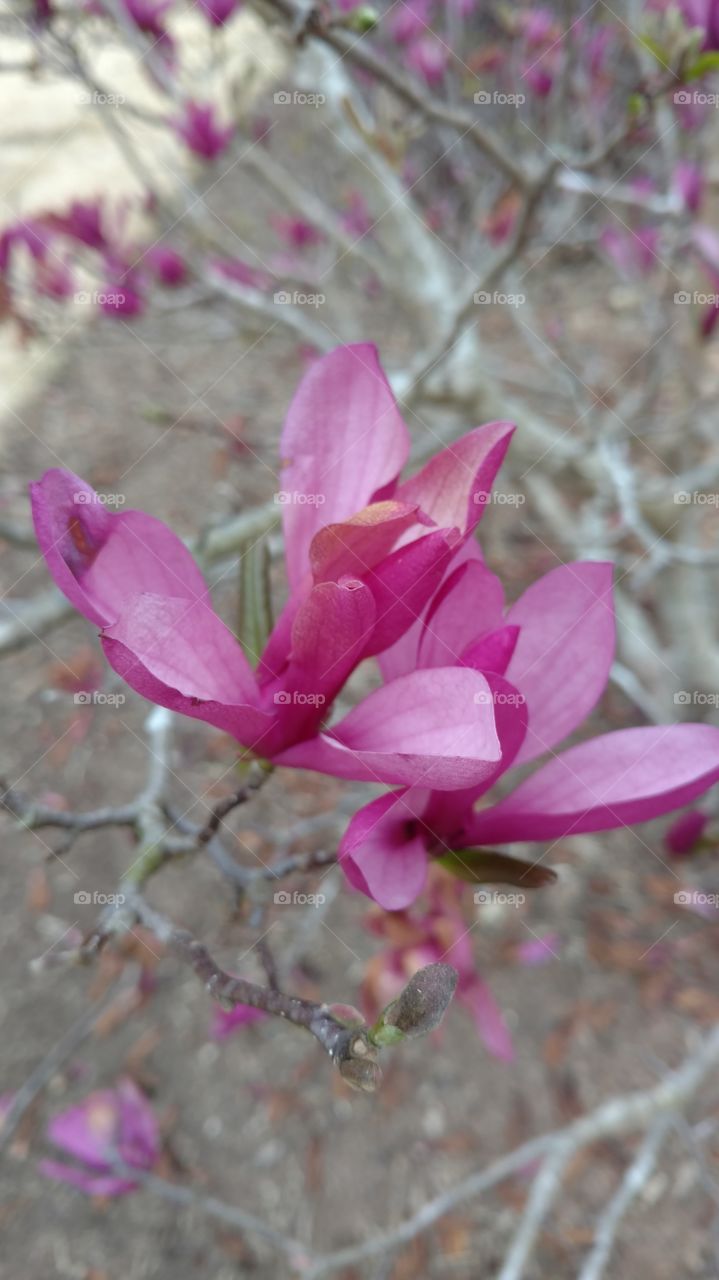 Flower, Nature, Flora, Garden, Blooming