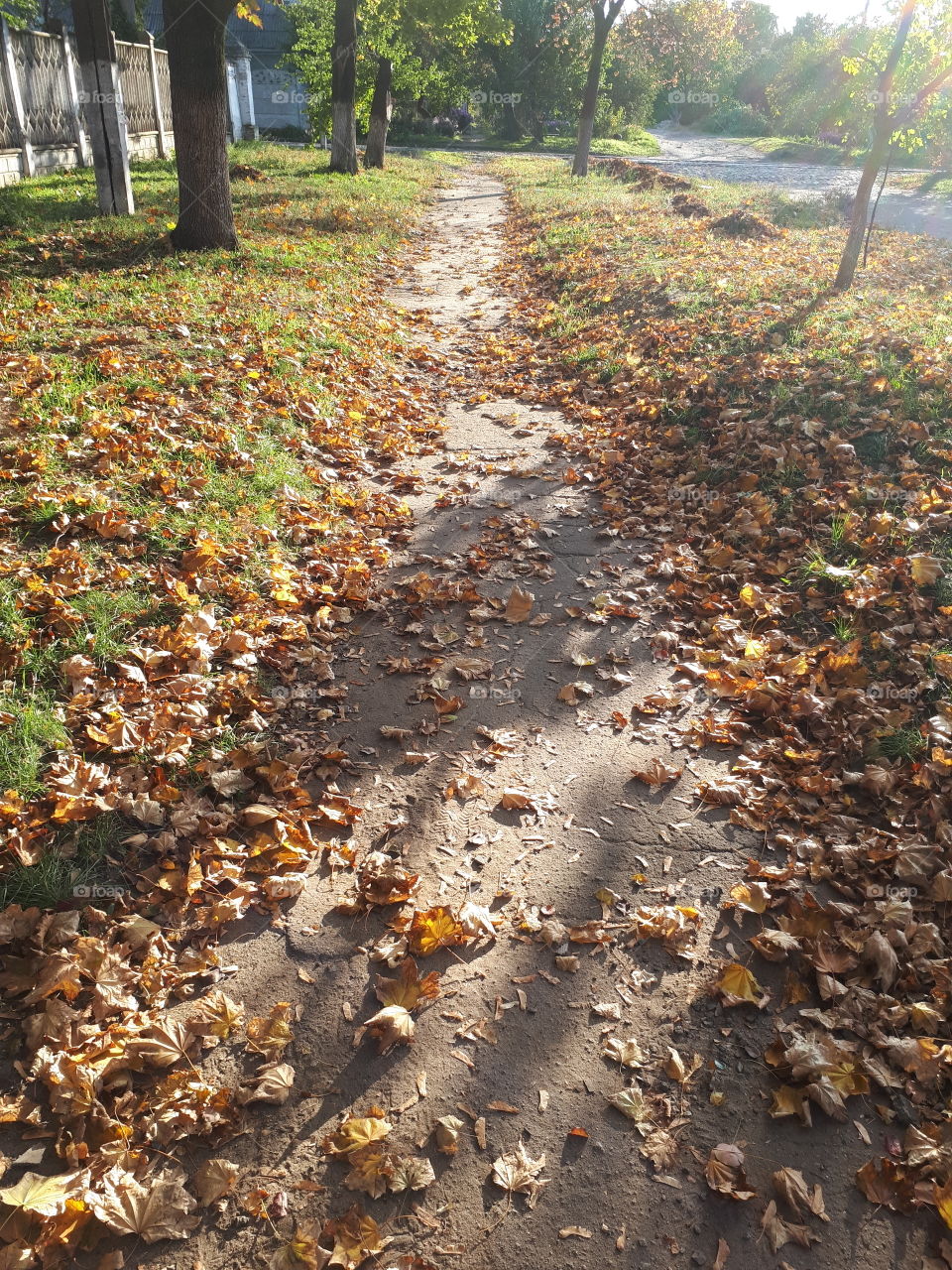 Autumn walkway