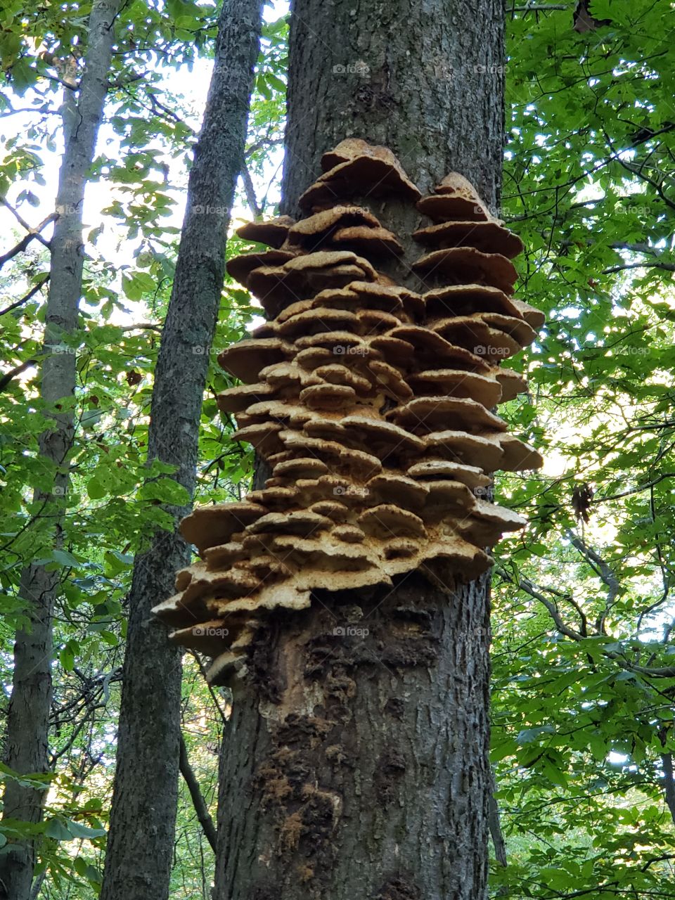 tree fungus