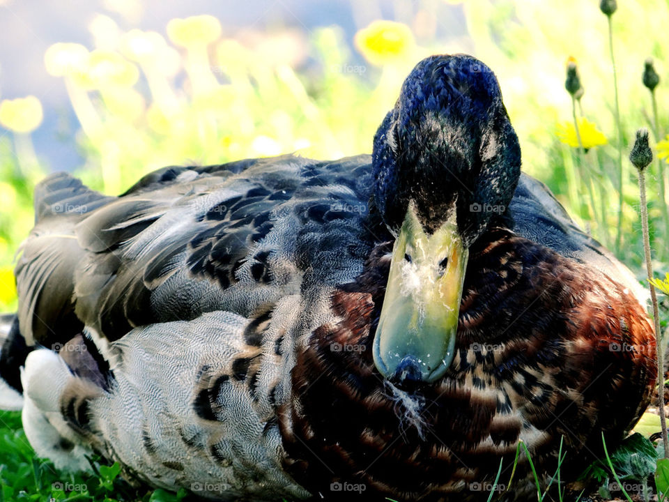 duck with feather on its bill