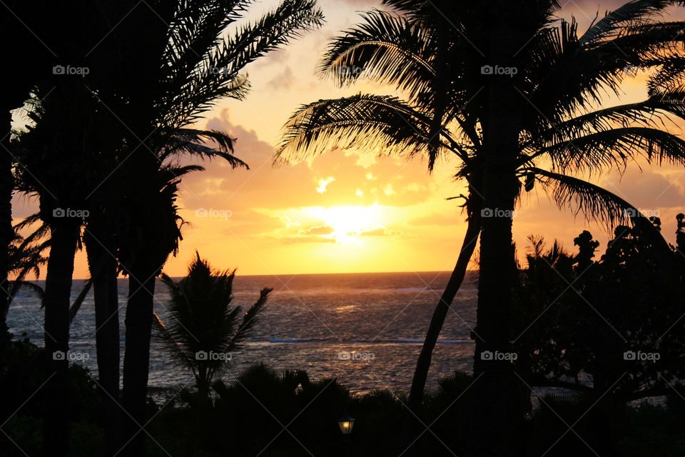 Sunset palm trees over ocean tropical beach 